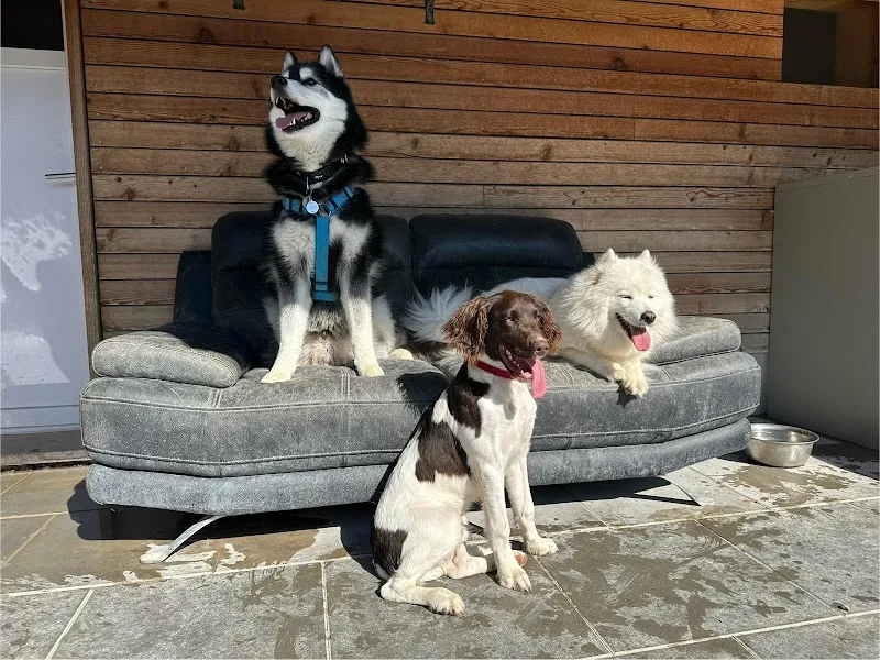 V.I.Pets Gossau - Tierpension — Pension pour chats, Gossau, Zurich. Foto 2