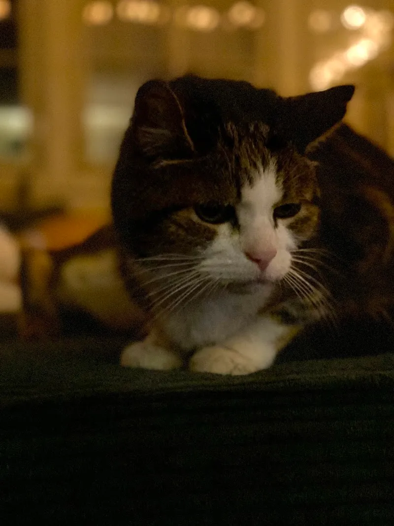 Viviane Sonderegger | Tierkommunikation — Pension pour chats, Zürich, Zurich. Foto 2