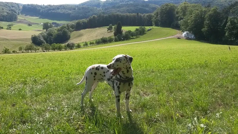 Tier- und Hausbetreuung — Katzenpension in Nusshof, Basel-Landschaft. 