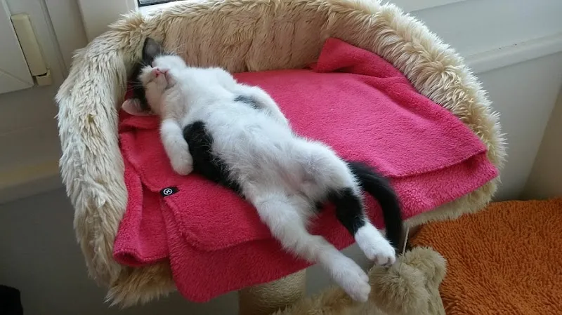 Tier- und Hausbetreuung — Katzenpension, Nusshof, Basel-Landschaft. Foto 2