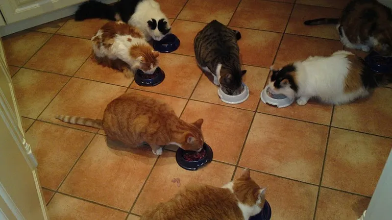 Tier- und Hausbetreuung — Katzenpension, Nusshof, Basel-Landschaft. Foto 3