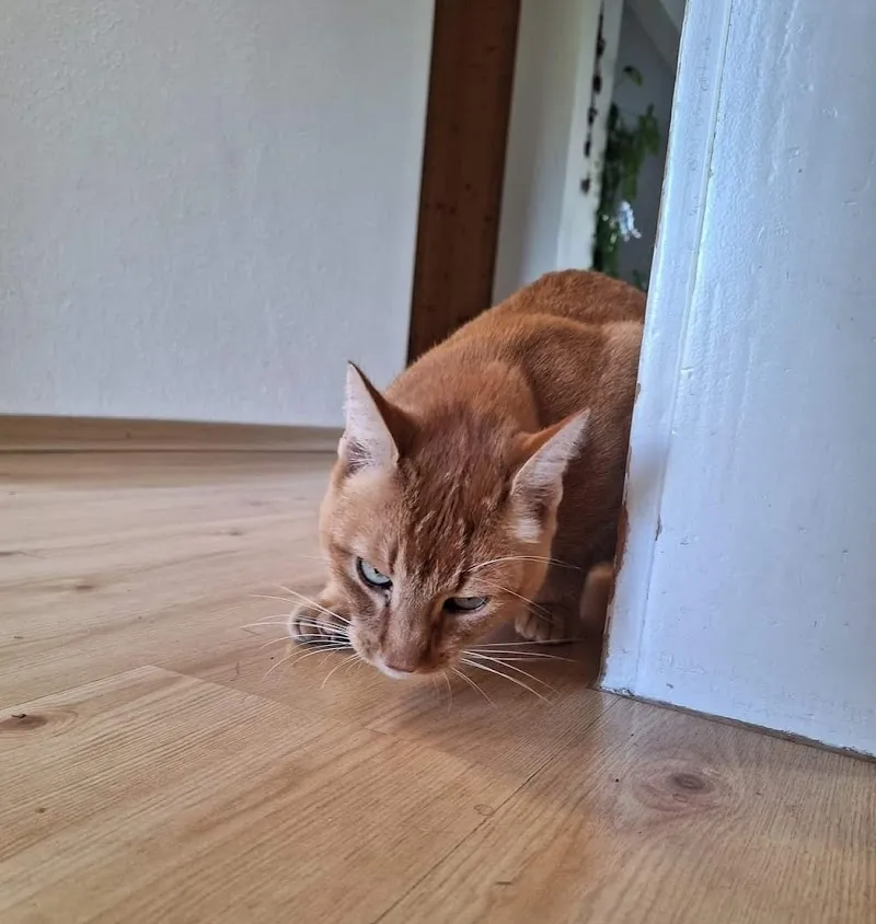 W & W Winti Wyland Tierbetreuung — Katzenpension in Altikon, Zürich. Bewertung 5.0/5.