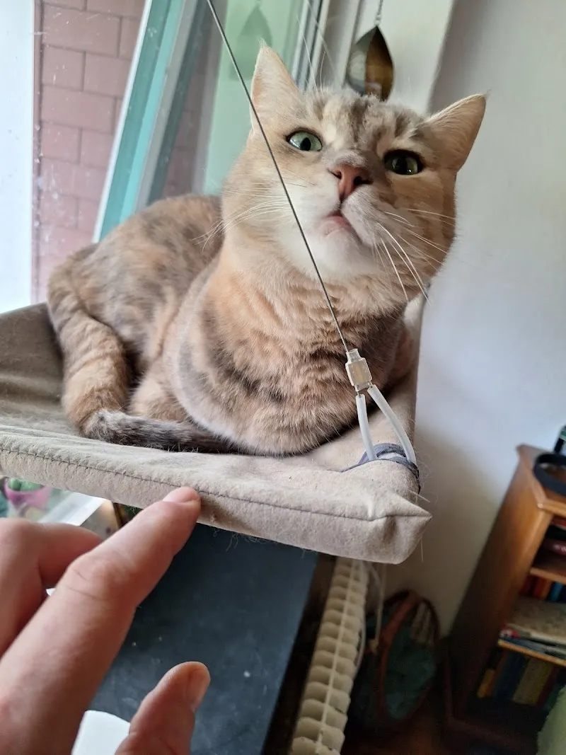 W & W Winti Wyland Tierbetreuung — Katzenpension, Altikon, Zürich. Foto 2