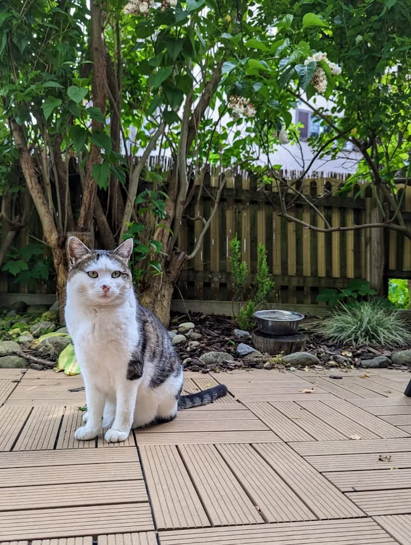 W & W Winti Wyland Tierbetreuung — Katzenpension, Altikon, Zürich. Foto 3