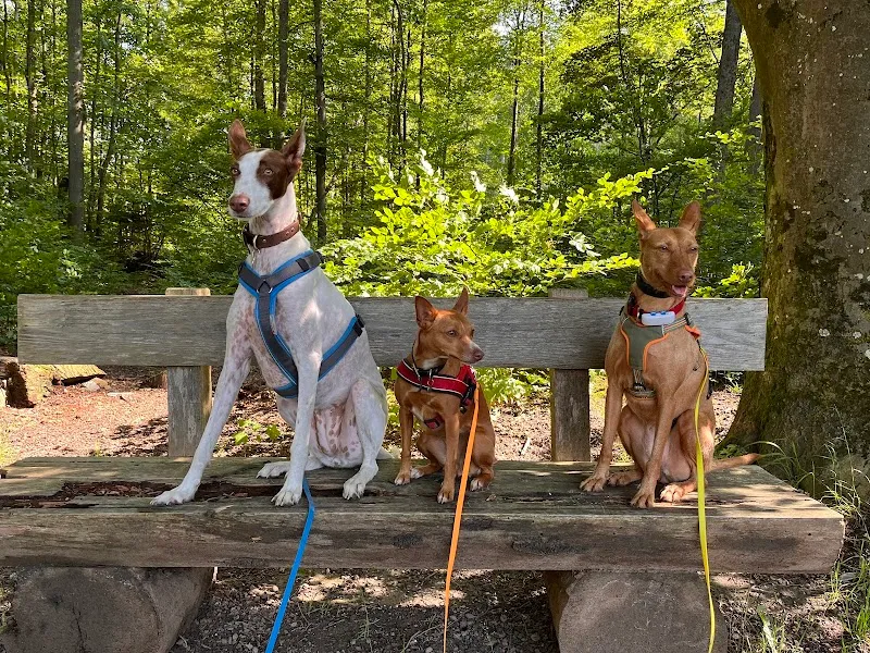 Wondercare Amor — Katzenpension in Zürich, Zürich. Bewertung 5.0/5.