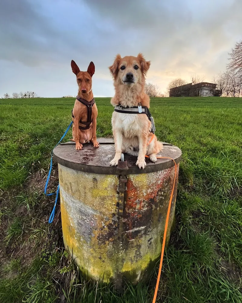 Wondercare Amor — Pension pour chats, Zürich, Zurich. Foto 3