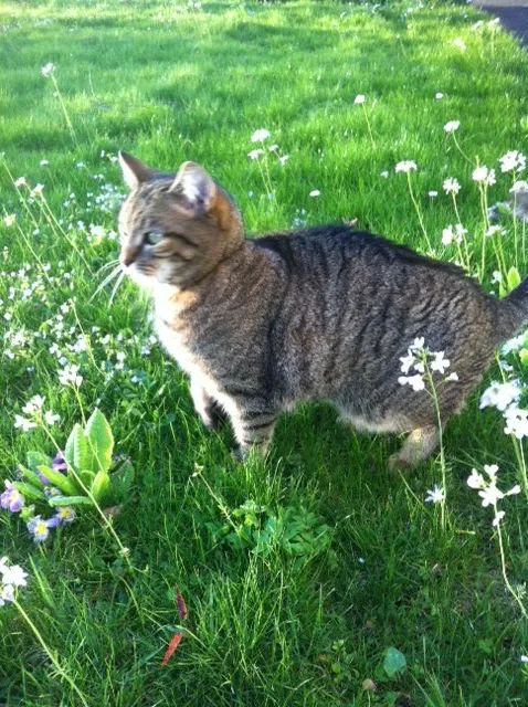 Wyss - your zurich pet sitter — Katzenpension in Zürich, Zürich. 