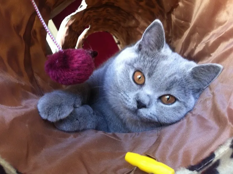 Wyss - your zurich pet sitter — Pension pour chats, Zürich, Zurich. Foto 2