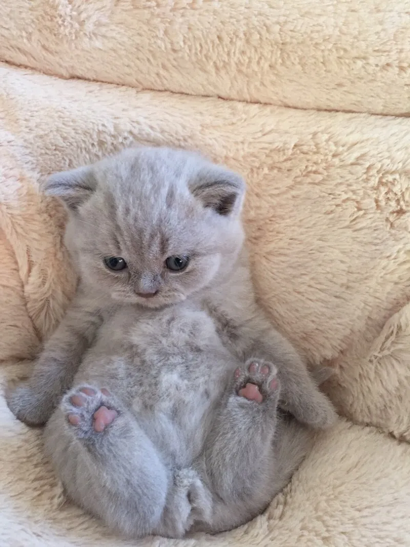 Wyss - your zurich pet sitter — Pension pour chats, Zürich, Zurich. Foto 3