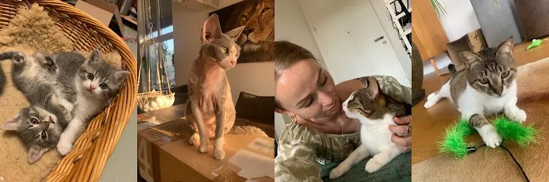 Zurück zu Tier — Katzenpension in Ottenbach, Zürich. Bewertung 4.8/5.