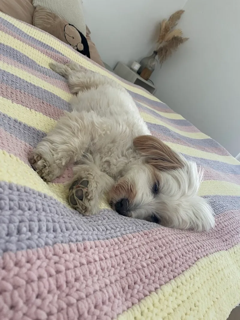 Zurück zu Tier — Pensione per gatti, Ottenbach, Zurigo. Foto 2