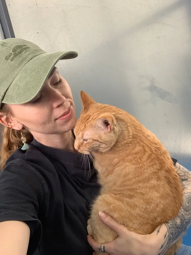 Zurück zu Tier — Pensione per gatti, Ottenbach, Zurigo. Foto 3