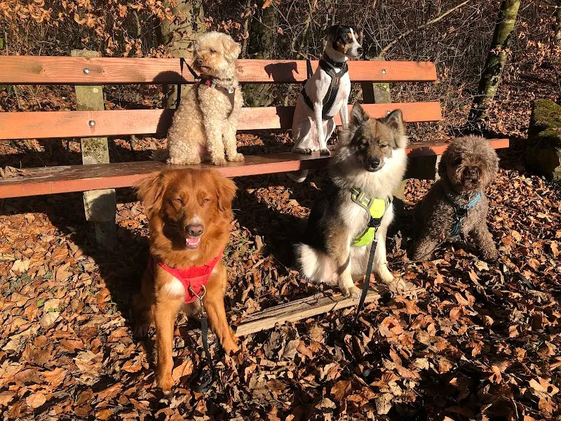 cancasa — Katzenpension in Meilen, Zürich. Bewertung 5.0/5.