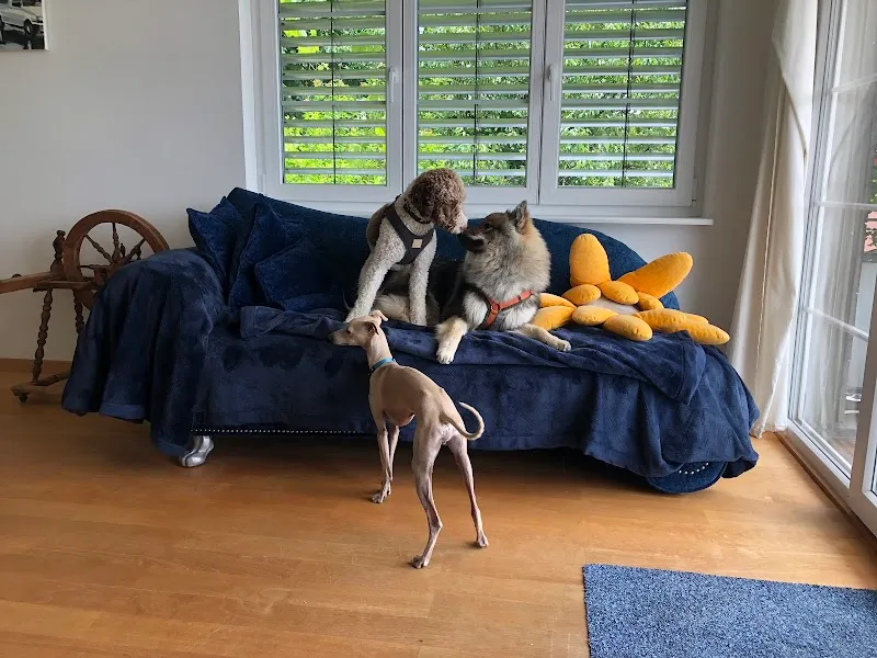 cancasa — Pension pour chats, Meilen, Zurich. Foto 2