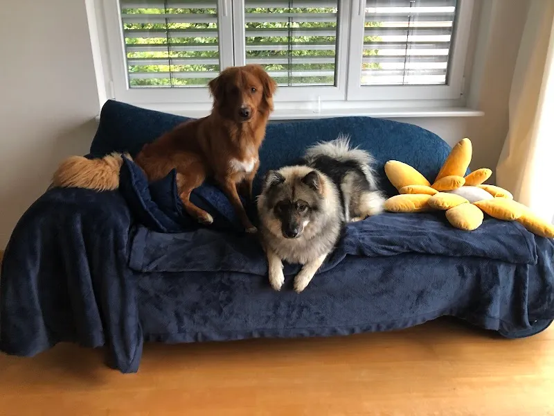 cancasa — Pension pour chats, Meilen, Zurich. Foto 3