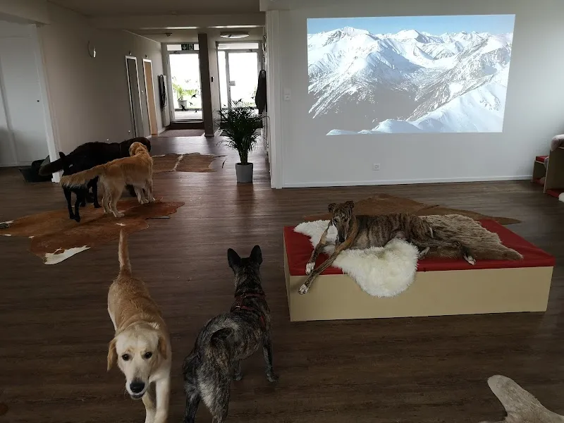 dogsafari.ch — Katzenpension in Volketswil, Zürich. Bewertung 4.7/5.