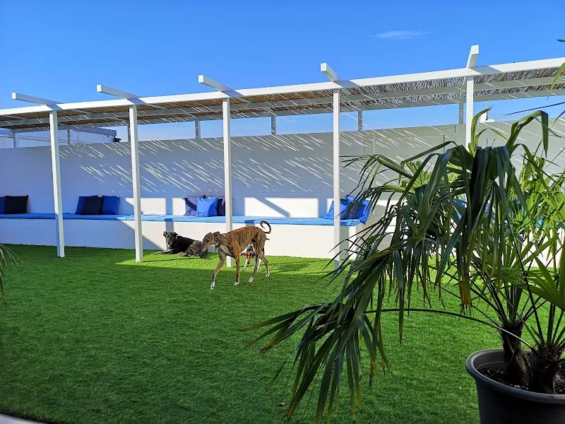 dogsafari.ch — Katzenpension, Volketswil, Zürich. Foto 2