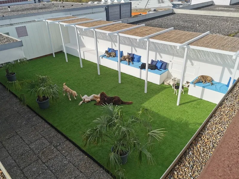 dogsafari.ch — Katzenpension, Volketswil, Zürich. Foto 3