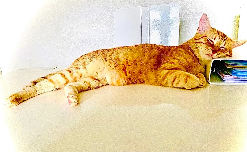 katzenbetreuung-catsitting.ch — Katzenpension in Oberweningen, Zürich. Bewertung 5.0/5.