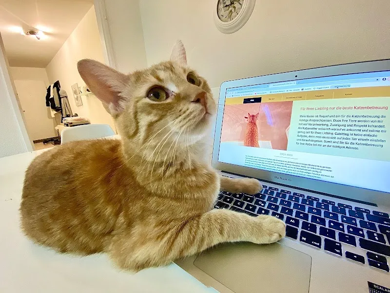 katzenbetreuung-catsitting.ch — Katzenpension, Oberweningen, Zürich. Foto 2