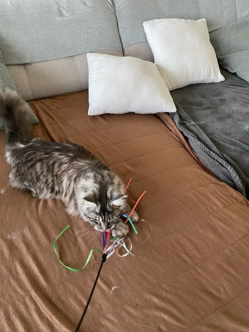 katzenbetreuung-catsitting.ch — Katzenpension, Oberweningen, Zürich. Foto 3