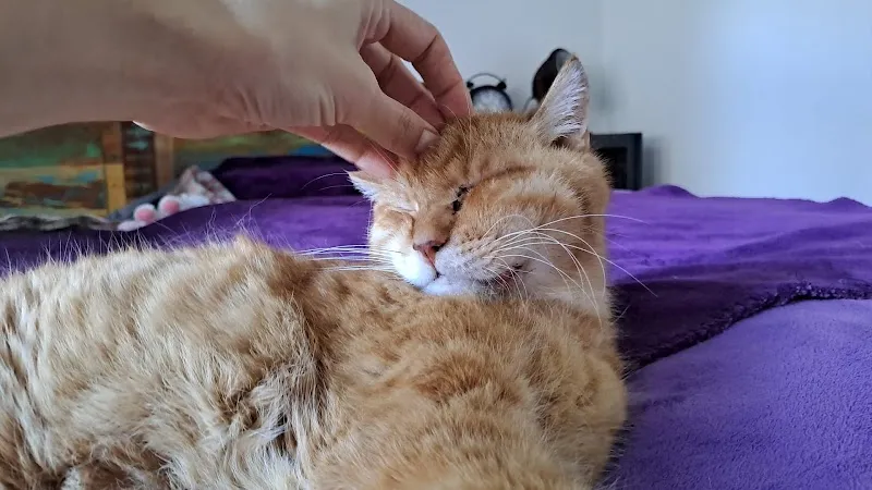 miez&mauz — Katzenpension in Illnau-Effretikon, Zürich. Bewertung 5.0/5.