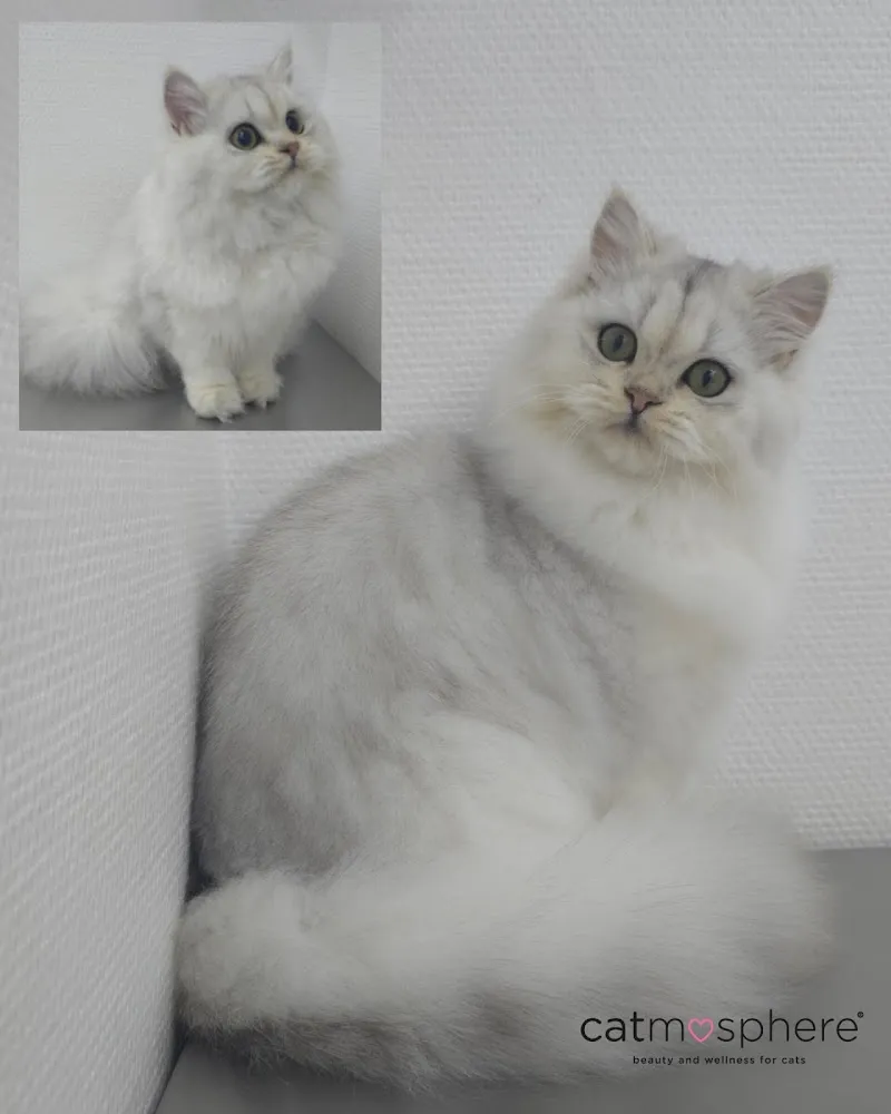 mobiler Katzenfriseur / Katzensalon catmosphere — Katzenpension, Horgen, Zürich. Foto 2