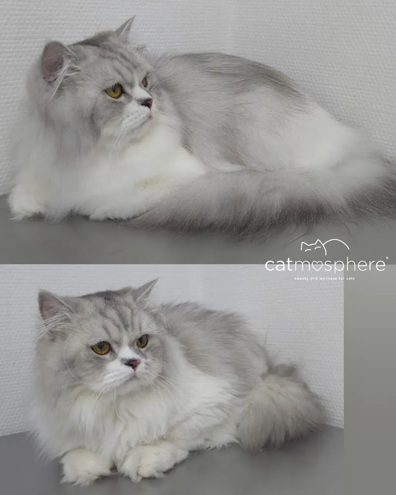 mobiler Katzenfriseur / Katzensalon catmosphere — Katzenpension, Horgen, Zürich. Foto 3