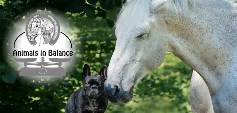 Animals in Balance - Tierphysiotherapie - Limmattal — Tierdienste in Spreitenbach, Aargau. Bewertung 5.0/5.