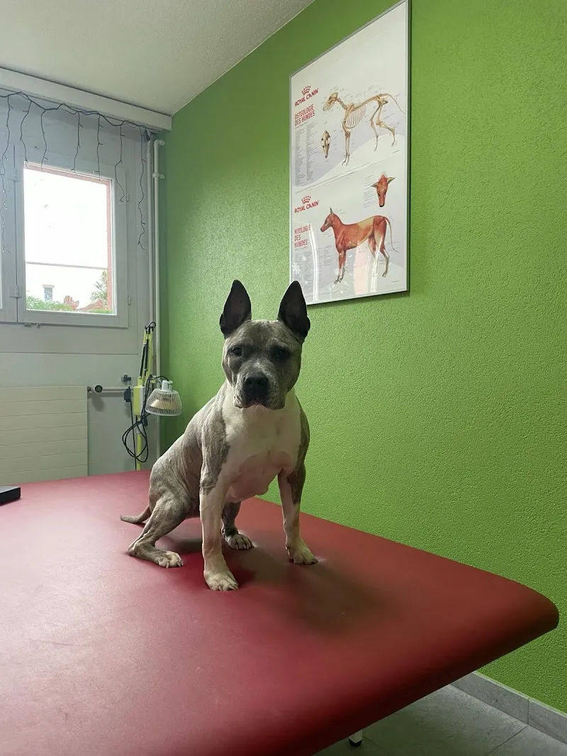 Animals in Balance - Tierphysiotherapie - Limmattal — Tierdienst, Spreitenbach, Aargau. Foto 2