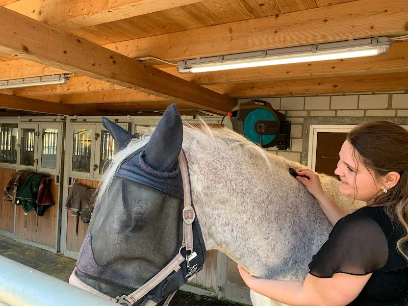 Animals in Balance - Tierphysiotherapie - Limmattal — Tierdienst, Spreitenbach, Aargau. Foto 3