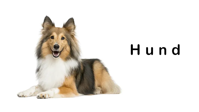 VIP Pets - Jeanine Zürcher — Pensione per gatti, Oberwil, Basilea Campagna. Foto 2