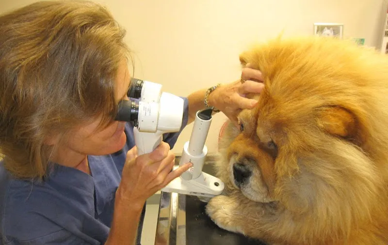 Dr. med. vet. M. Richter, Dipl ECVO, Fachtierarzt Augenheilkunde — Tierarzt in Oberentfelden, Aargau. Bewertung 1.0/5.
