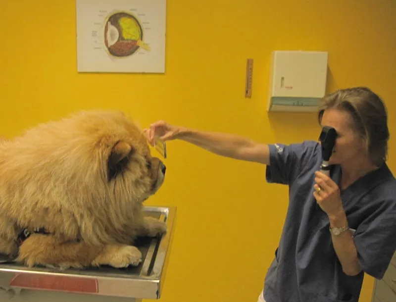 Dr. med. vet. M. Richter, Dipl ECVO, Fachtierarzt Augenheilkunde — Tierarzt, Oberentfelden, Aargau. Foto 2