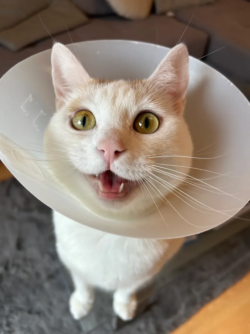 Dr.med.vet. Adrian Meyer — Tierarzt in Dottikon, Aargau. Bewertung 4.8/5.