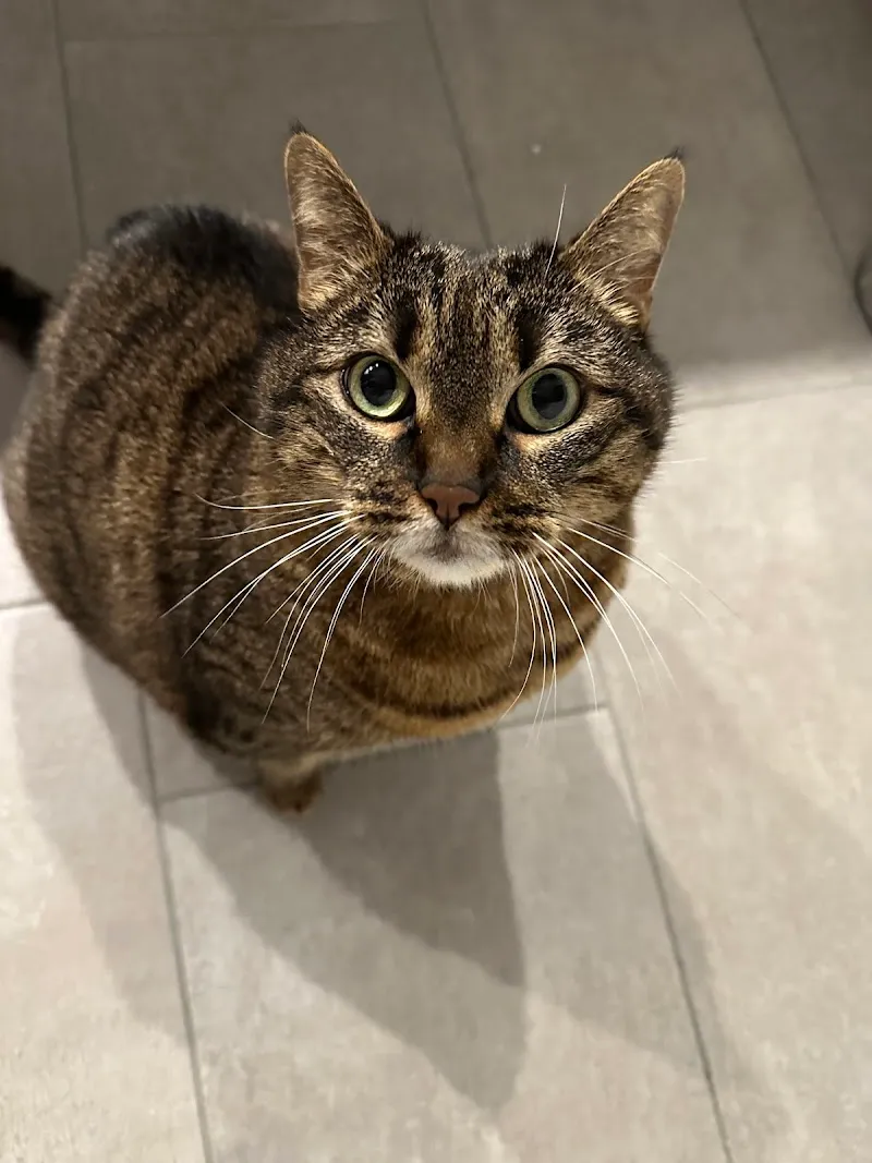 Dr.med.vet. Adrian Meyer — Tierarzt, Dottikon, Aargau. Foto 2