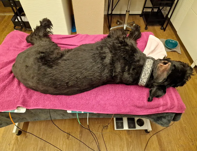 FellNess Oase — Tierdienste in Rheinfelden, Aargau. 