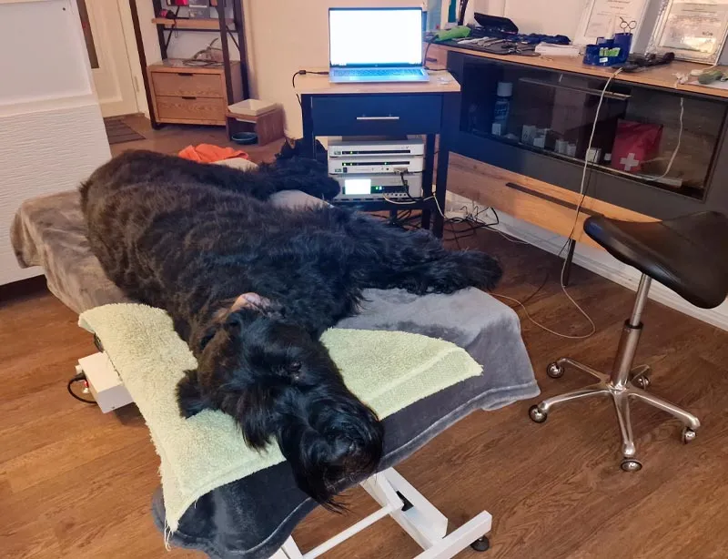 FellNess Oase — Service animalier, Rheinfelden, Argovie. Foto 2