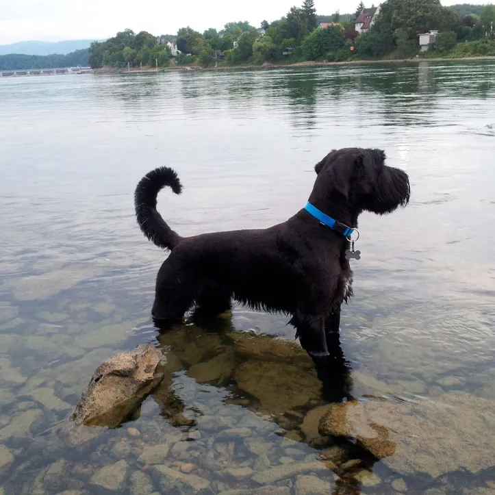 FellNess Oase — Service animalier, Rheinfelden, Argovie. Foto 3