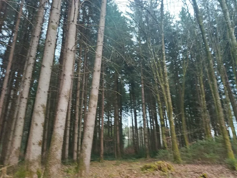 Alters- und Ferienheim für Katzen — Katzenpension in Lyssach, Bern. Bewertung 5.0/5.