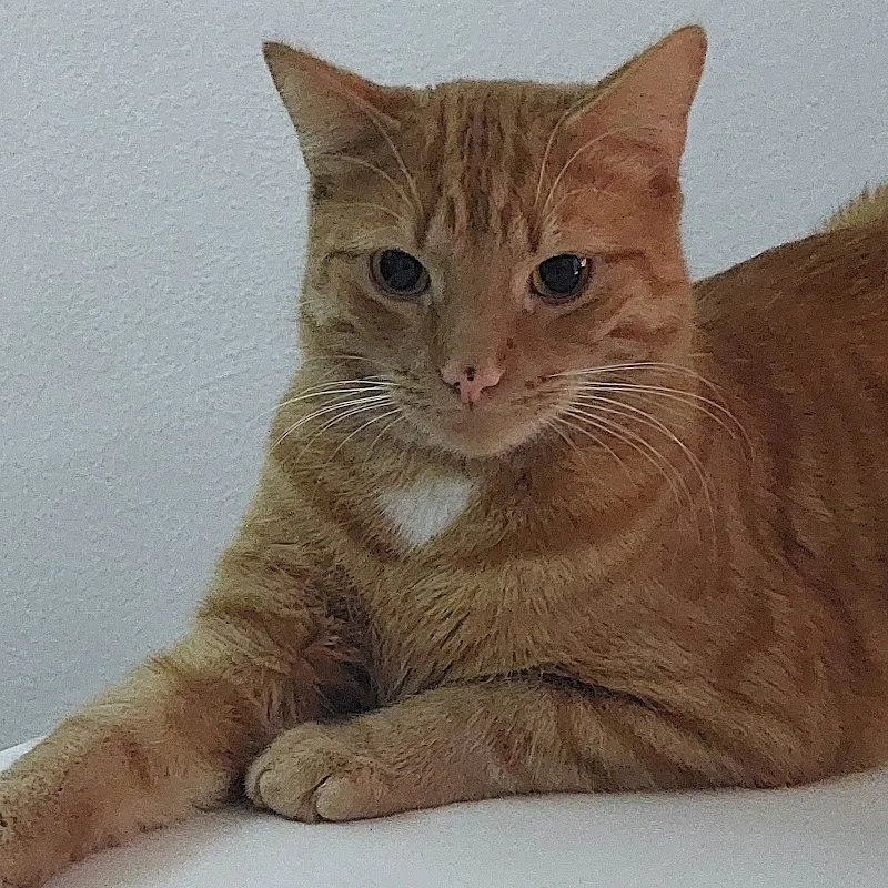 Kleintierklinik Am Sonnenberg — Tierarzt in Möhlin, Aargau. Bewertung 4.7/5.