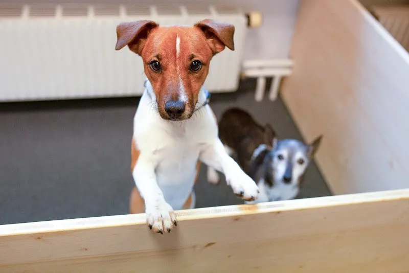 Kleintierpraxis Bremgarten AG — Tierarzt, Bremgarten, Aargau. Foto 2