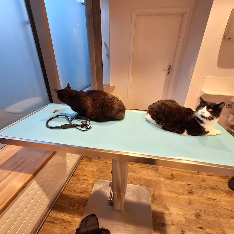 Kleintierpraxis Dr. Hügli — Tierarzt in Niederrohrdorf, Aargau. Bewertung 4.9/5.