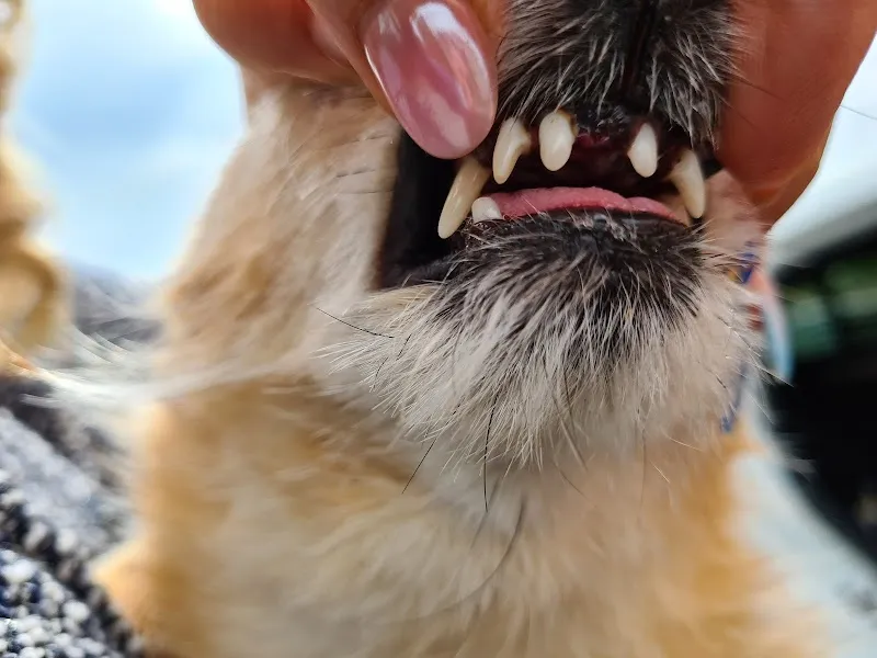 Kleintierpraxis Dr. Hügli — Vétérinaire, Niederrohrdorf, Argovie. Foto 2