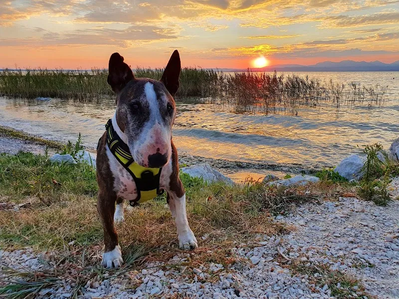 Kleintierpraxis Dr. Hügli — Vétérinaire, Niederrohrdorf, Argovie. Foto 3