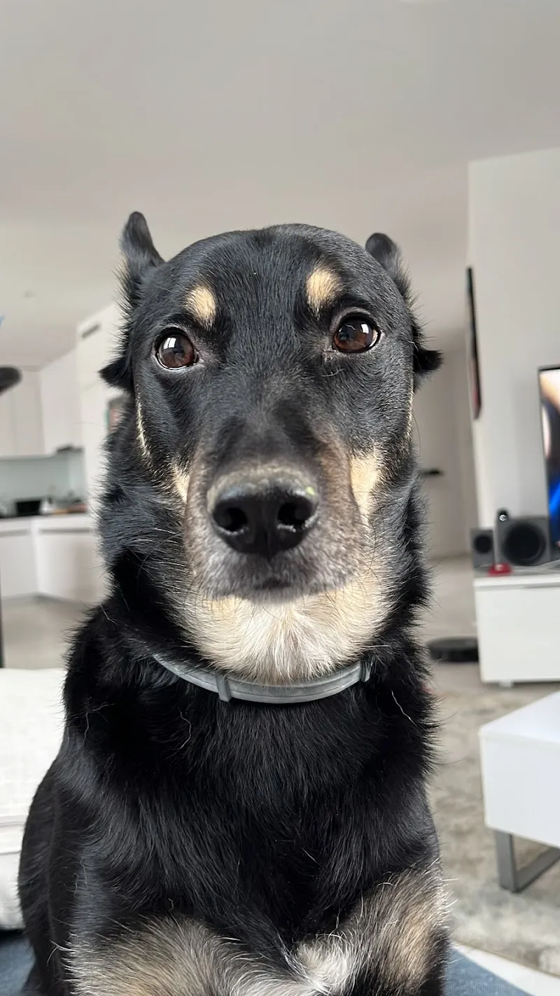 Kleintierpraxis Dr. Vögtli — Tierarzt, Brugg, Aargau. Foto 2