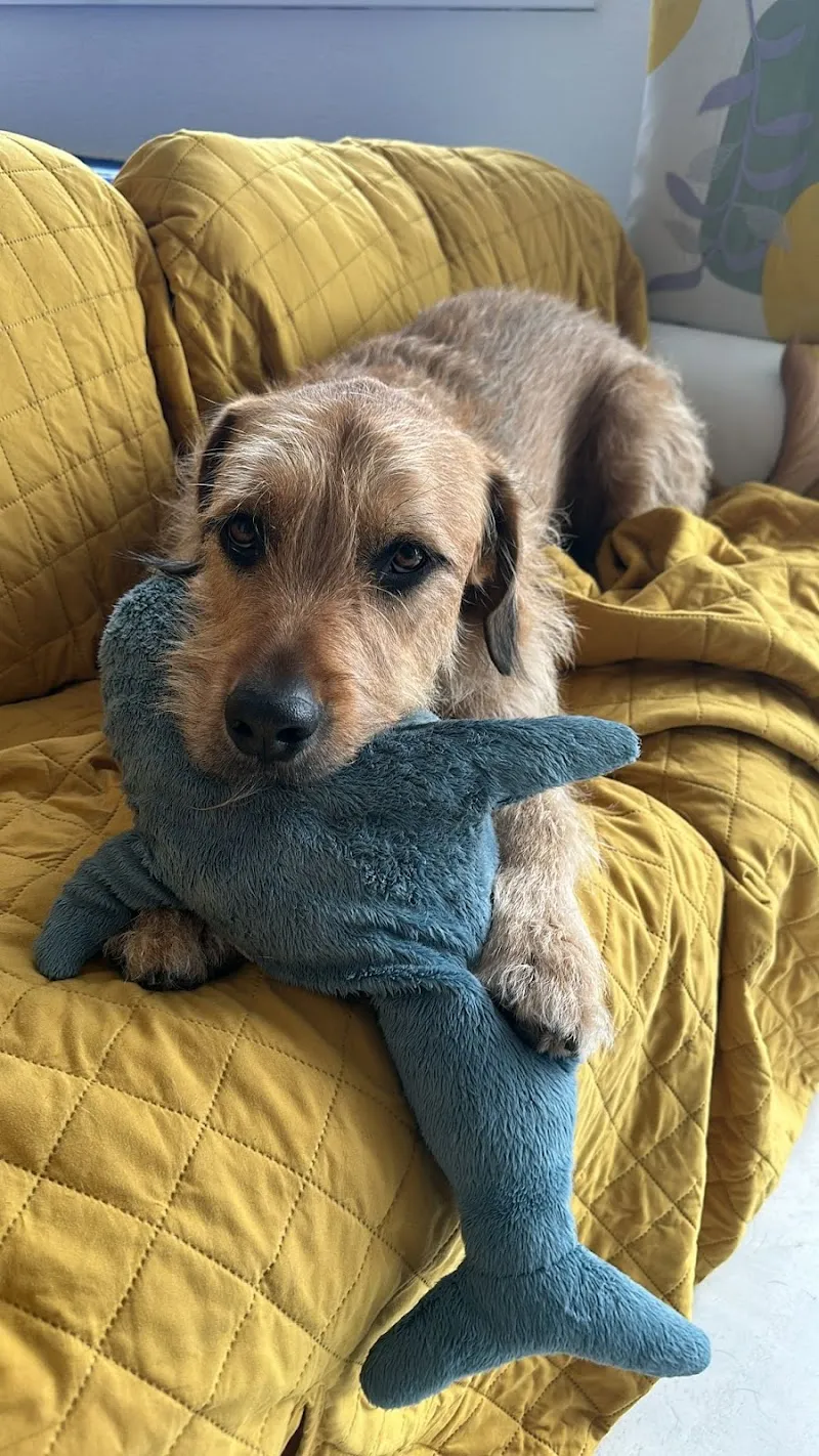 Kleintierpraxis Dr. Vögtli — Tierarzt, Brugg, Aargau. Foto 3