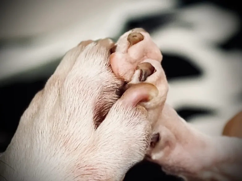 Kleintierpraxis Seon AG — Tierarzt, Seon, Aargau. Foto 2