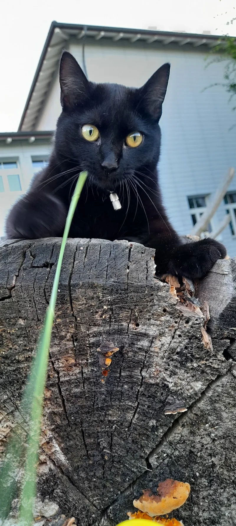 Kleintierpraxis Seon AG — Tierarzt, Seon, Aargau. Foto 3