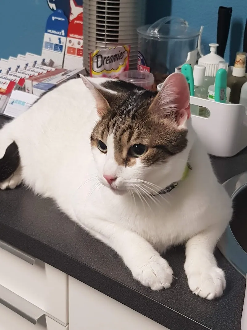 Kleintierpraxis im Ländli GmbH — Vétérinaire, Baden, Argovie. Foto 2